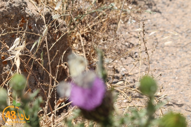 re7la shamal ayafaja (14).JPG